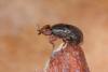 318468 – Photo : Michel Ehrhardt – France (68)